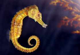 海马和什么炖汤好呢 美味到哭！