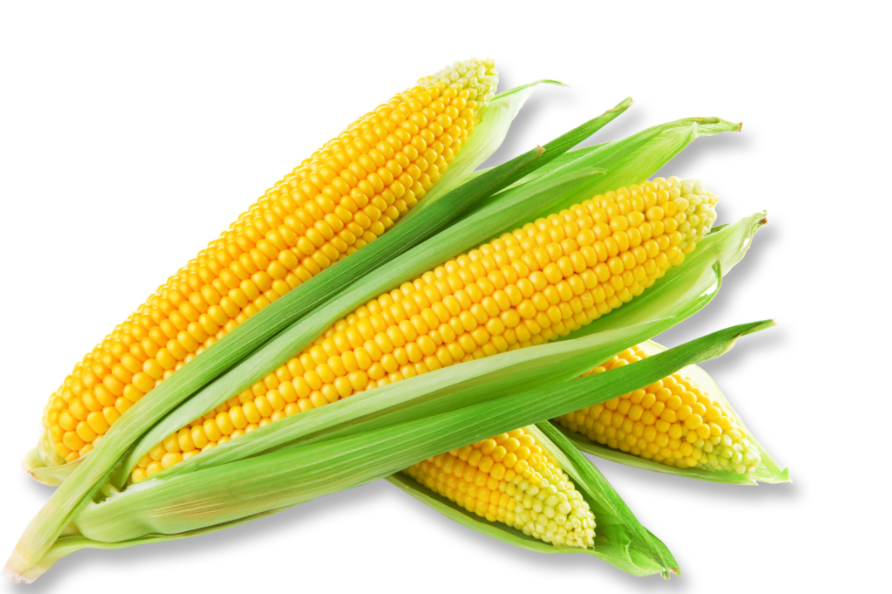 玉米可以和什么炖汤 玉米煲汤最佳搭档大揭秘