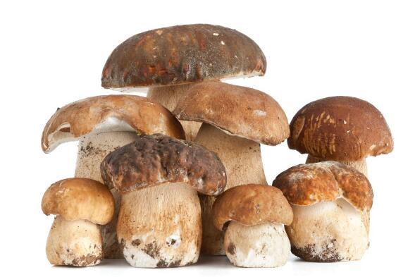 宝宝吃草菇的禁忌 宝宝吃草菇要注意什么