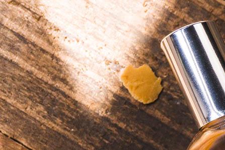 观察葱的生长日记