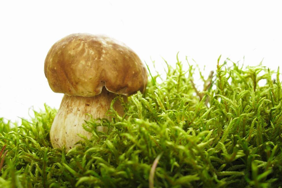 宝宝可以吃牛肝菌吗 牛肝菌小孩能吃吗