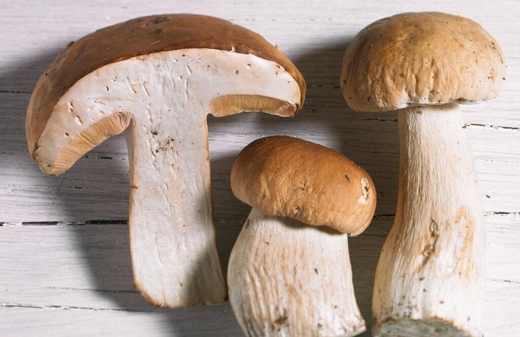 宝宝吃牛肝菌的做法大全 牛肝菌怎么做好吃