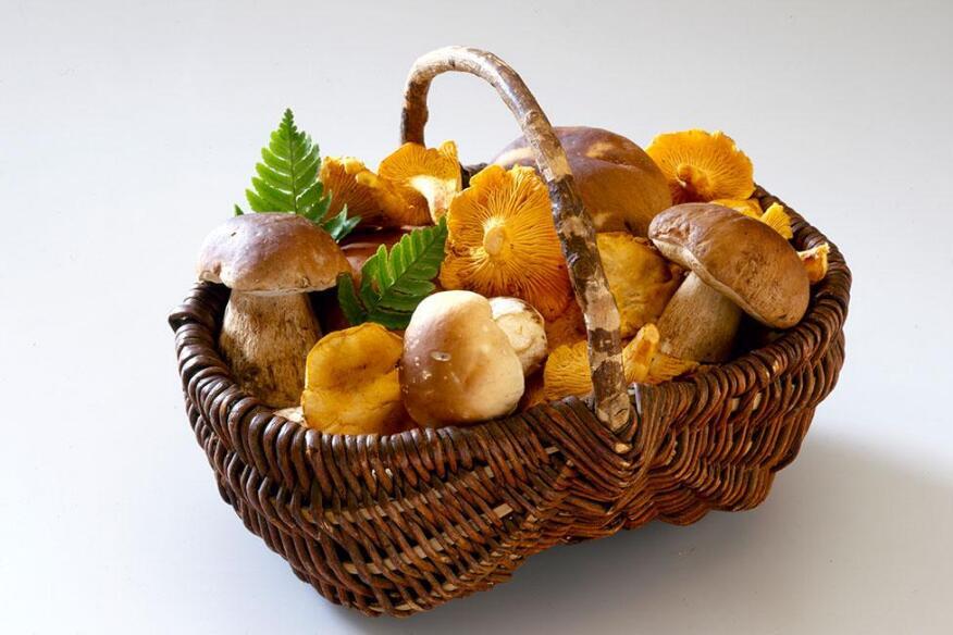 宝宝吃牛肝菌的禁忌 牛肝菌不能和什么一起吃