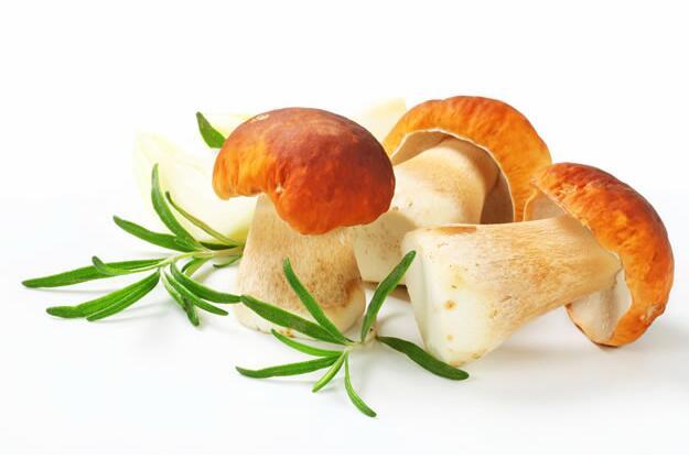 牛肝菌的种类 牛肝菌分几种