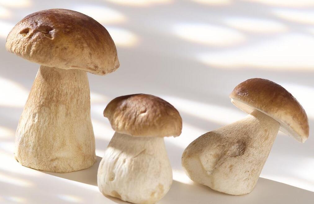 牛肝菌多少钱一斤 牛肝菌的价格是多少