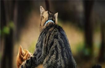 孕晚期的生活应该注意什么？准妈妈们看过来