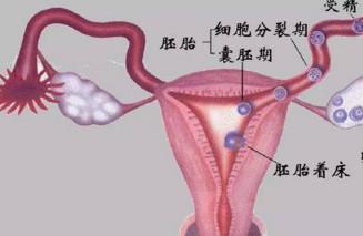 关于胎儿性别：左侧排卵生男孩，右侧排卵生女孩准吗？