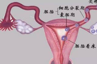 关于胎儿性别：左侧排卵生男孩，右侧排卵生女孩准吗？