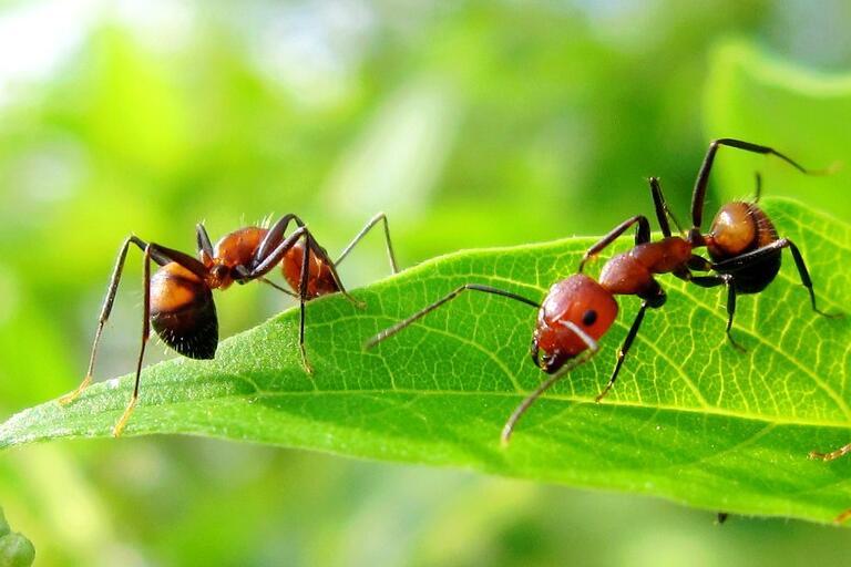 宝宝被蚂蚁咬了怎么消肿 小孩蚂蚁咬了止痒消肿的方法