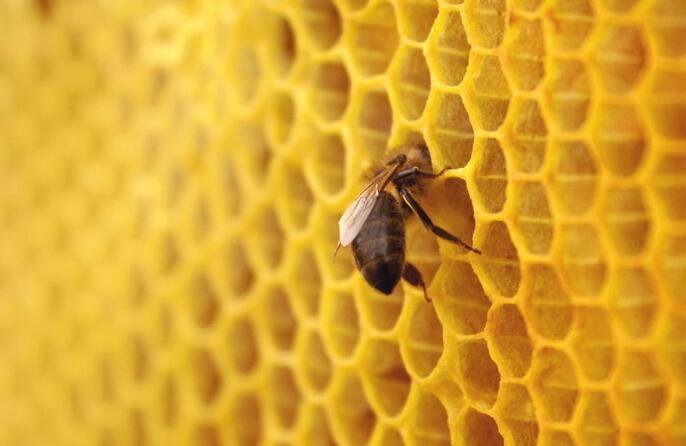 预防宝宝被蜜蜂蛰的方法是什么 怎样预防被蜜蜂蛰