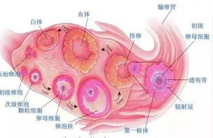 当备孕遇上卵泡发育不良，这些你需要了解！