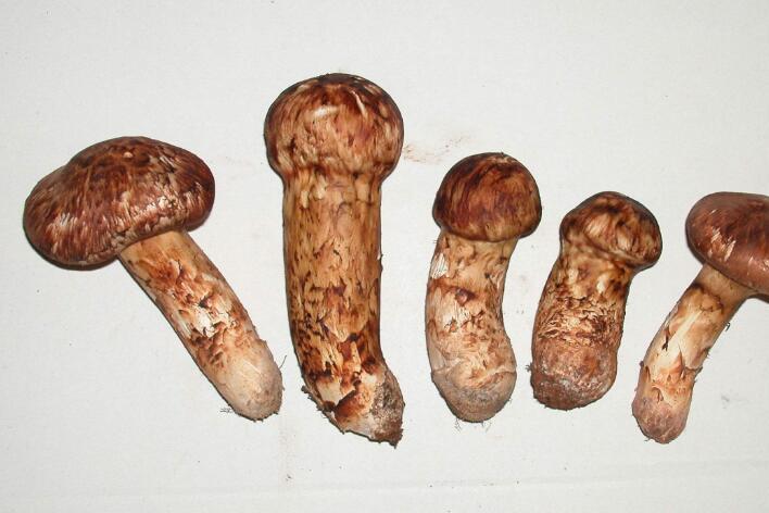 宝宝吃松茸的禁忌 松茸不能和什么一起吃