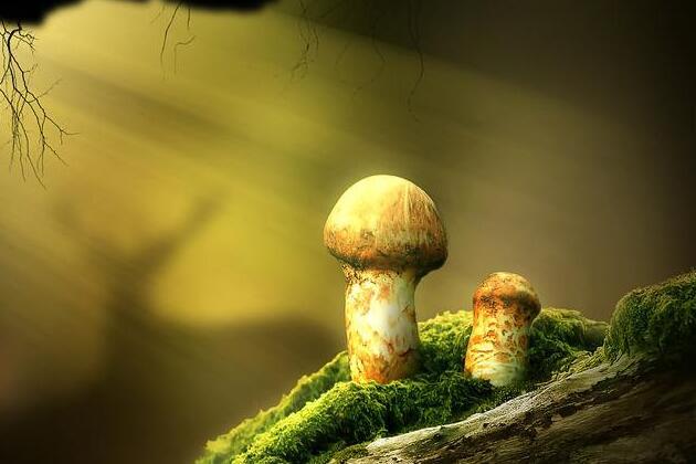 宝宝可以吃松茸吗 松茸可以给宝宝吃吗