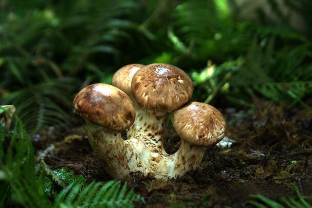 松茸的功效与作用及食用方法 松茸的功效和吃法大全