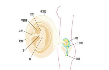 孕囊大小与孕周关系 孕期必须掌握的知识点