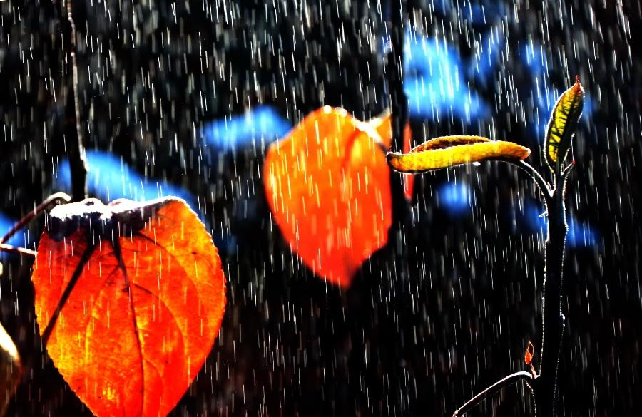 秋天作文：第一场秋雨