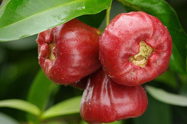 莲雾不能和什么一起吃 莲雾与什么相克