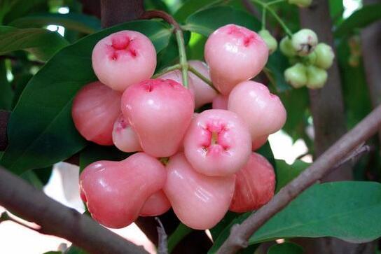 莲雾好吃吗什么味道 莲雾哪个品种好吃