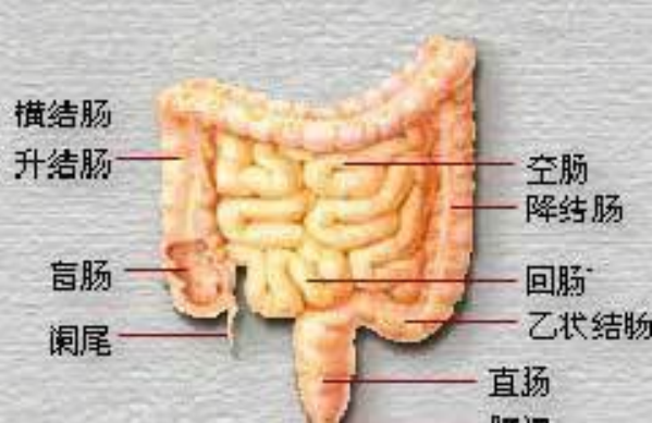 小腹左侧是什么部位 解密小腹左侧内部器官