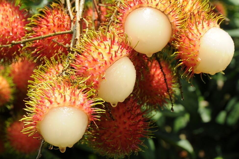 宝宝吃红毛丹上火吗 小孩红毛丹吃多了会上火吗