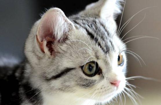 怀孕之后真的不能养猫吗？孕妇养猫有什么危害？
