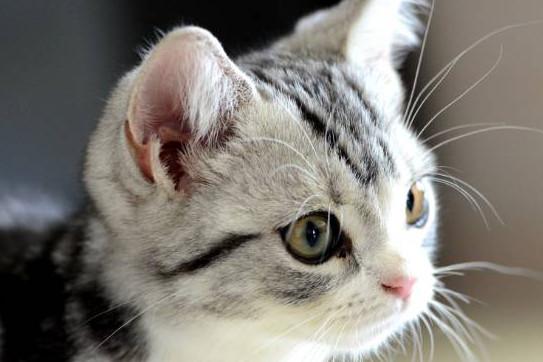 怀孕之后真的不能养猫吗？孕妇养猫有什么危害？