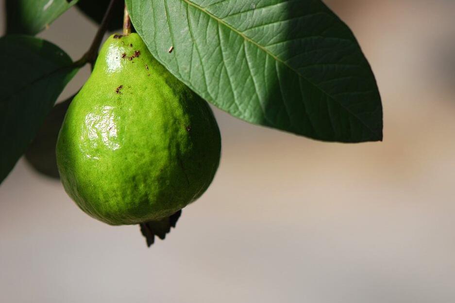 宝宝可以吃番石榴吗 番石榴孩子能吃吗