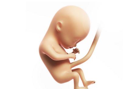 想知道胎宝宝在子宫里都在干嘛吗？
