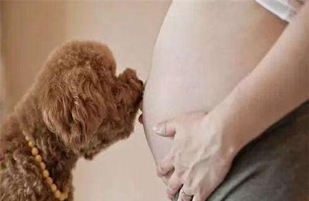 孕妇能打狂犬疫苗吗 紧急处理很重要