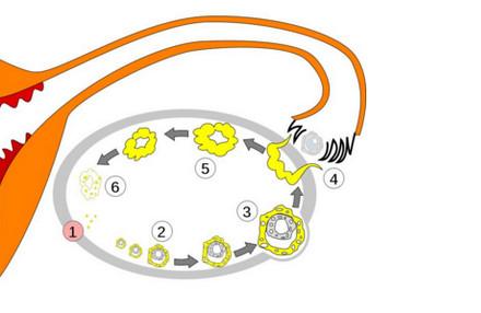 卵泡发育不良怎么治？ 卵泡发育不良如何调理