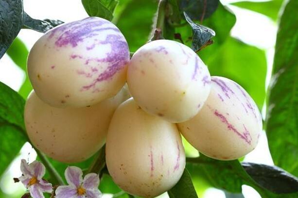 宝宝吃人参果的禁忌 小孩吃人参果这些不注意可不行