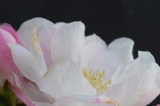 老公大人独宠妻小说全文