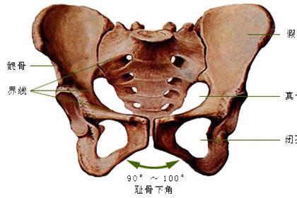 骨盆前倾对女性的危害 盘点骨盆前倾对女性的4大危害