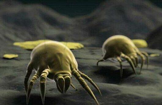 宝宝被螨虫叮咬后怎么处理 螨虫叮咬后怎么处理才是当务之急