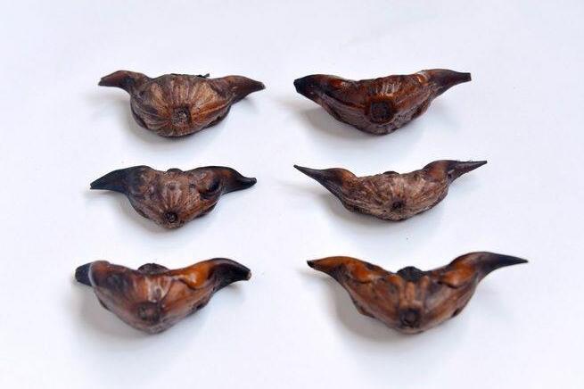 宝宝吃菱角的禁忌 小孩子吃菱角这些不注意可不行