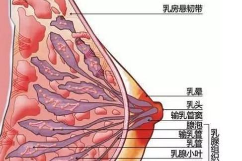 断奶后不排残乳容易得乳腺癌？这说法靠谱吗？