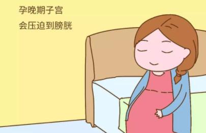 孕中期，尿频就不会那么“磨人”了，你知道为什么吗？