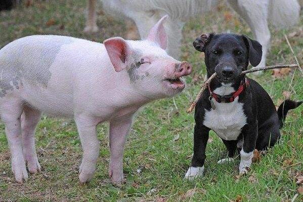 2018年狗宝宝好还是2019年猪宝宝好 狗宝宝和猪宝宝到底哪个好