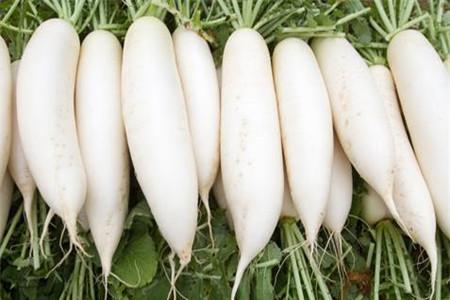 萝卜的药用价值 难怪都说萝卜是小人参，药用效果棒棒哒