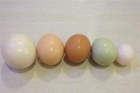 蛋都有哪些营养 各种蛋类的营养都在这里