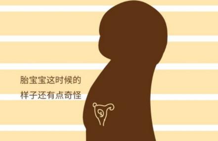 你知道宝宝在妈妈肚子里的时候，各个阶段的样子吗？