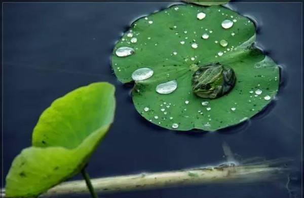 有关于描写夏雨的诗句古诗