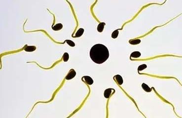 備孕期間禁欲一段時間可以提高精子質量嗎？