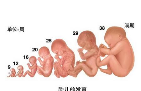 怀胎十月，胎宝的发育以及孕期感受