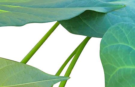 猕猴桃怎么做沙拉 颜色超美超营养的沙拉做法