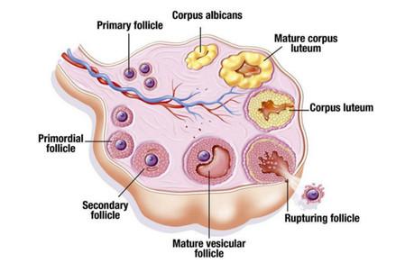 卵泡越大怀孕几率越高吗？合格的卵泡是多大？