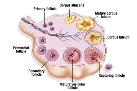 卵泡越大怀孕几率越高吗？合格的卵泡是多大？