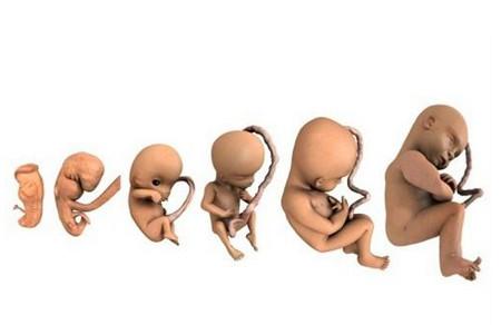 孕期生活中的哪些事情会伤害胎儿？