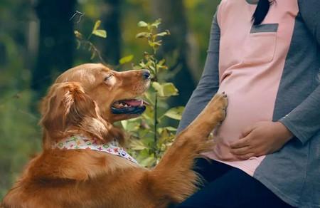 孕妈养宠物有什么好处？孕期怎样健康养宠物？