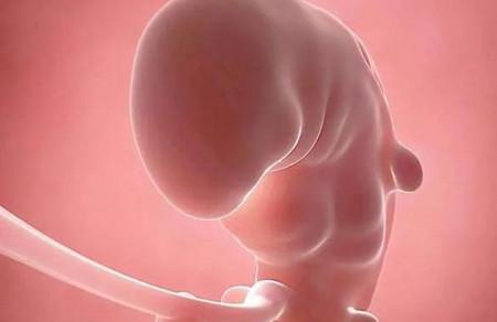 胚胎停育的信号有哪些？如果出现这类情况需要引起重视